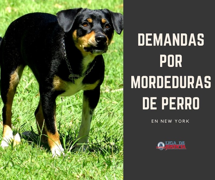 ataques o mordeduras de perro en new york Qué hacer luego de ataques o mordeduras de perro en New York. Cómo un abogado de lesiones personales puede ayudarte a obtener la compensación que mereces.